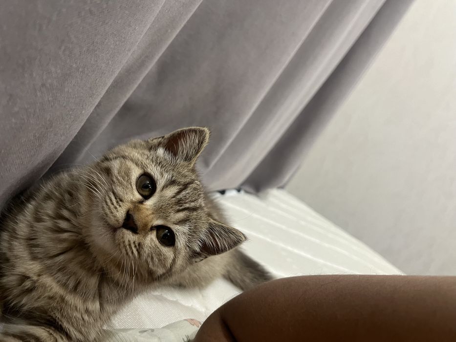 Отдам кошечку британку в хорошие руки