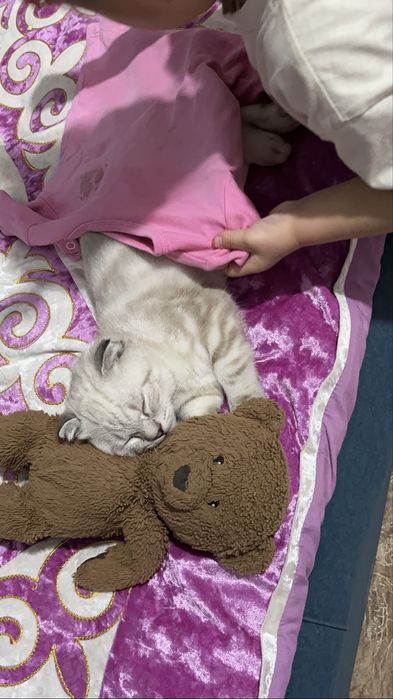 Scottish Fold  шотландиялық вислоухий мысық