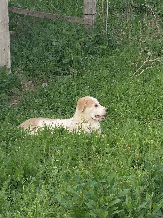 күшік сатылады сауда бар