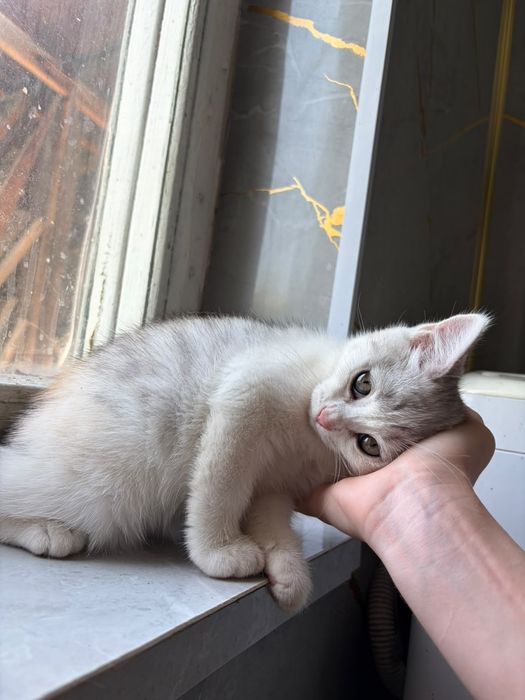Котята Серебро Бикалорное девочки