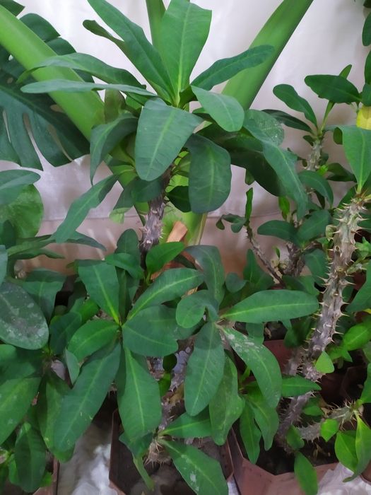 Молочай ona mehri Guli