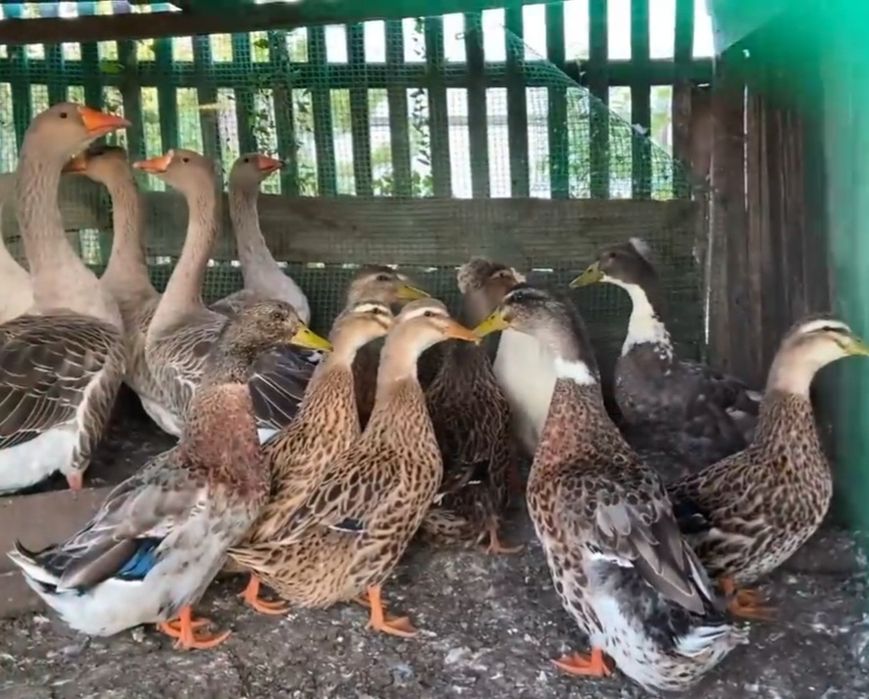 Утиные яйца сатам