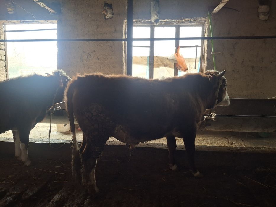 Буха семиз 1.5 жасар