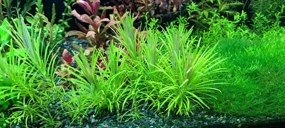 Продам аквариумные растения