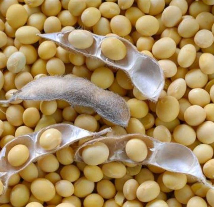 Soia boabe nemodificata genetic productie 2025