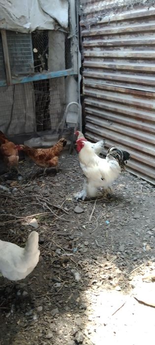 Продаются куры и петух