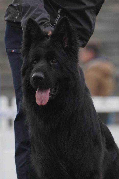 Pui de Ciobanesc German de la Canisa autorizata