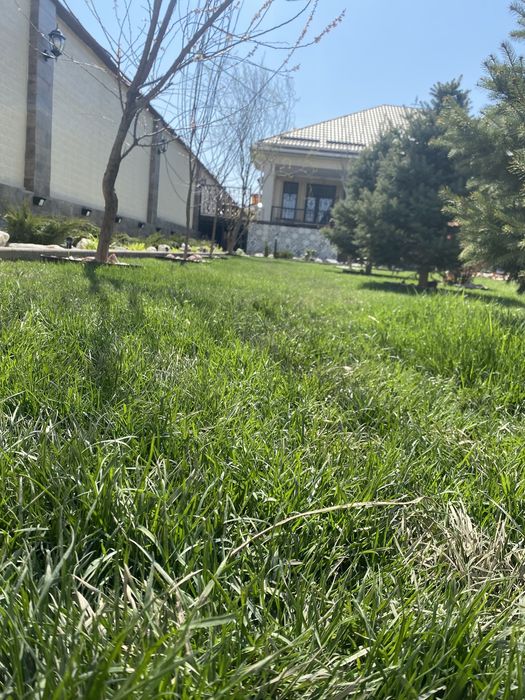 Газон и автопалив