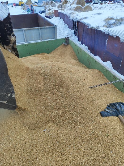 Продам пшеницу россыпью и в мешках