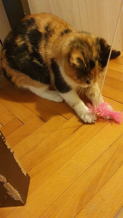 Приемен / постоянен Дом за трицветна принцеса