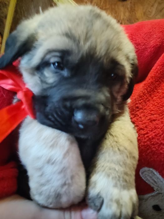 Щенки две девочки и два мальчика