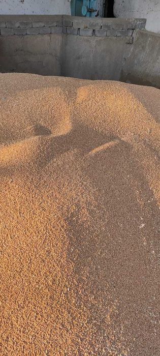 Пшеница Зерно Бидай. Арпа Дробленка