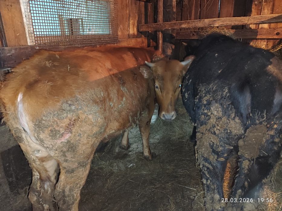 Продам  телку!!!