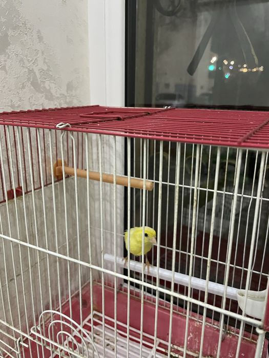 Канарейка Сотилади