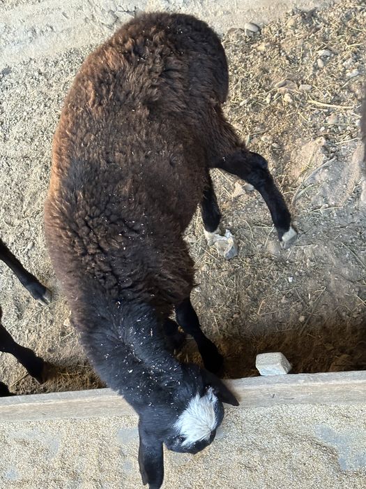 Qo’zi Qo’chqor Sotiladi yeb ichishi a’lo 100%