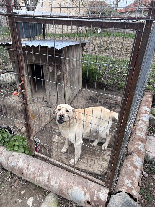 Donez câine labrador