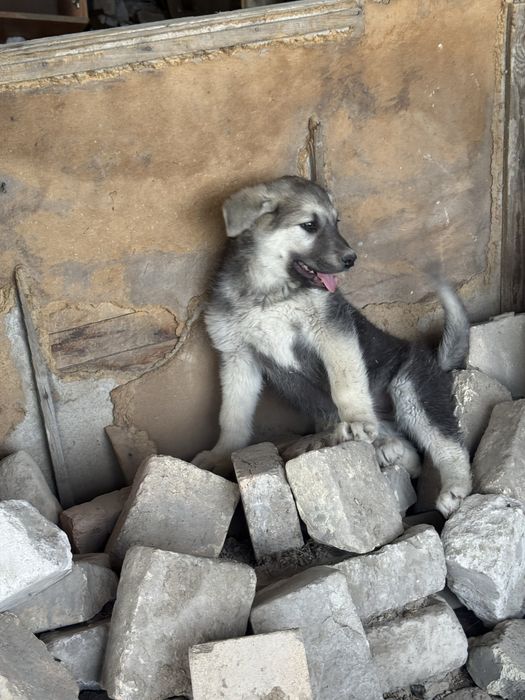 Кушиктер сатылады