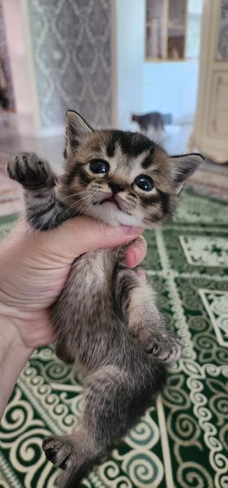 Продается котята