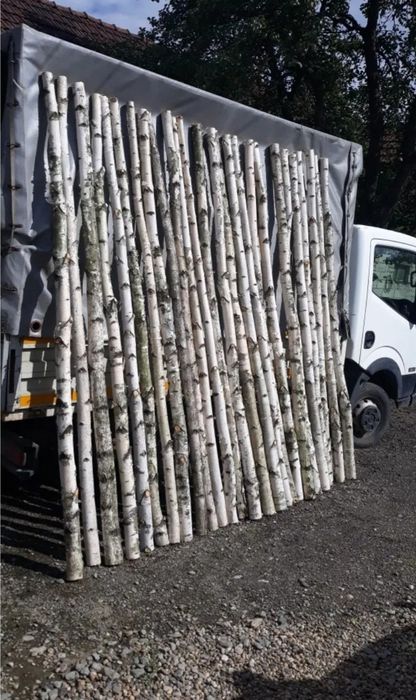 Mesteacan decorativ / Trunchiuri decor mesteacan / Rondele mesteacan