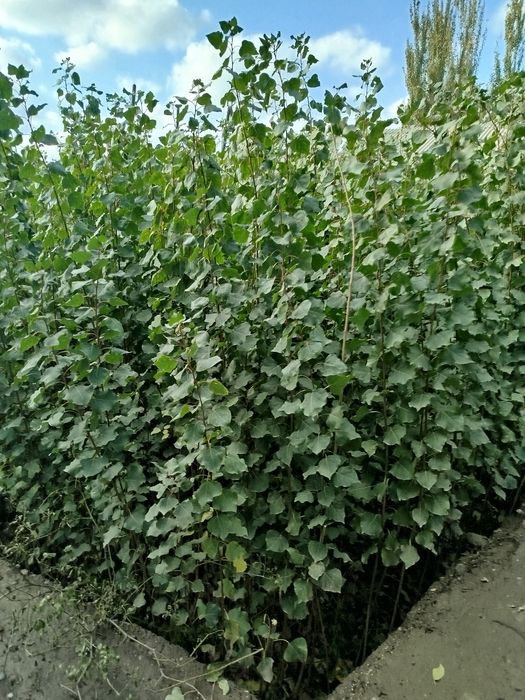 Oʻzbekiston terak koʻchatlar