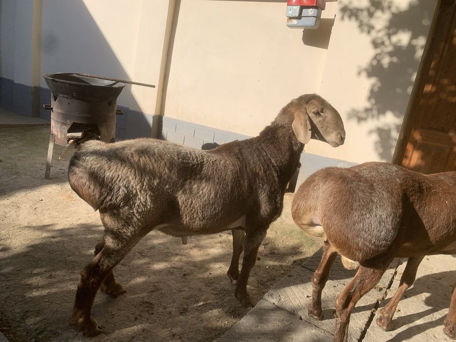 Qirg’iz qo’chqorlari