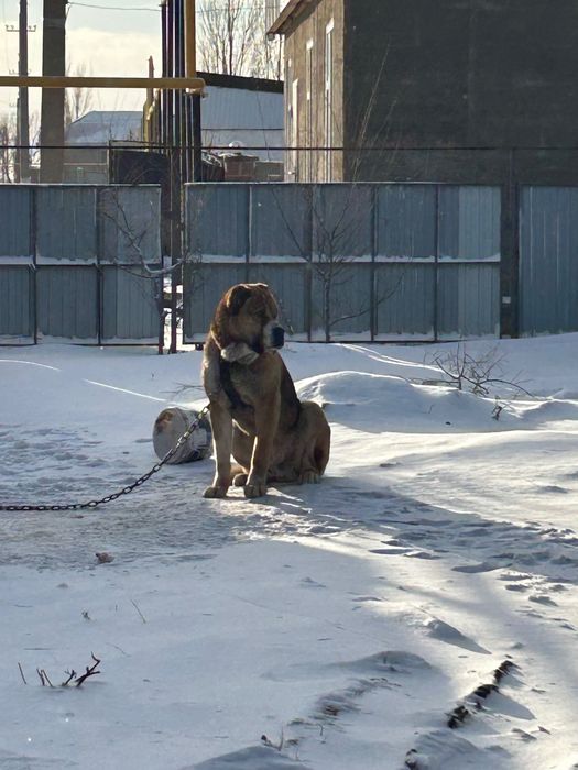 Средне Азиатская