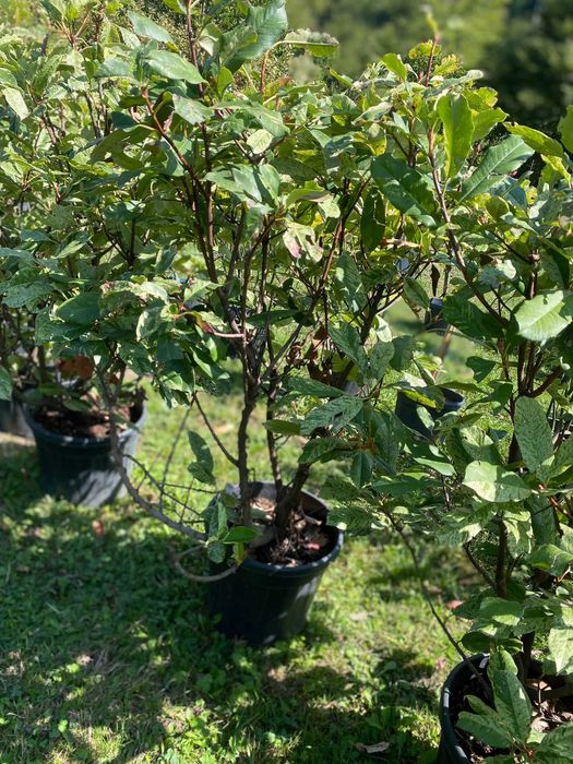 Arbori Ornamentali Maturi – Transport Propriu Inclus