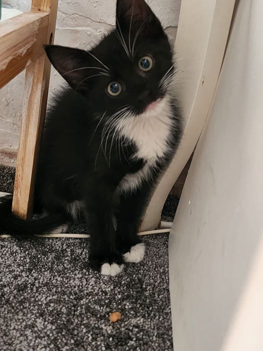 Adoptie Motanel 8 saptamani