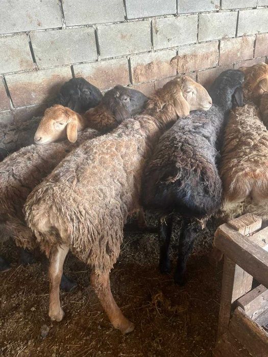 Бараны и овцы в Наримановке