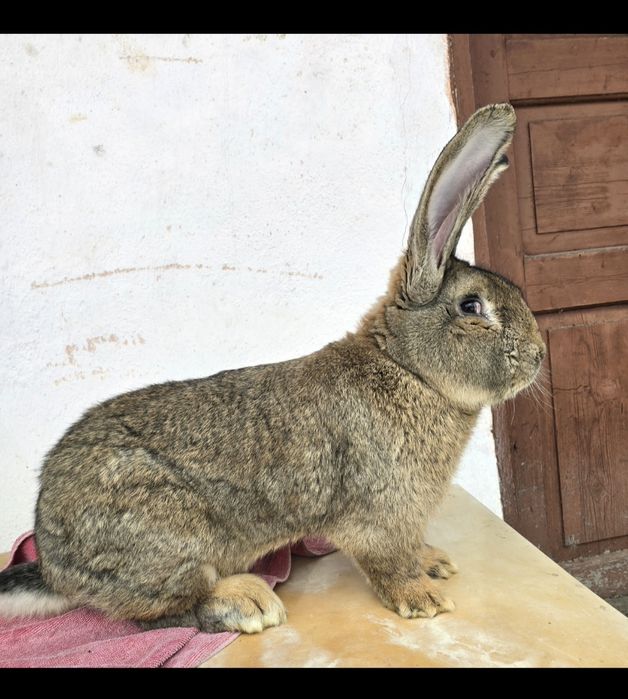 Vand pui urias german