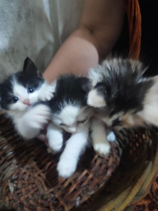 Котята 3 цветные счастье в дом.
