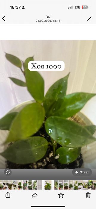 Хои алоказии по 1000 тг