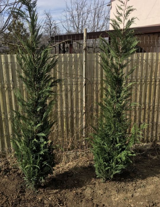 Cypress Leylandii