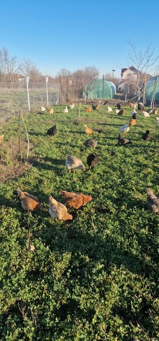 Vând ouă BIO proaspete