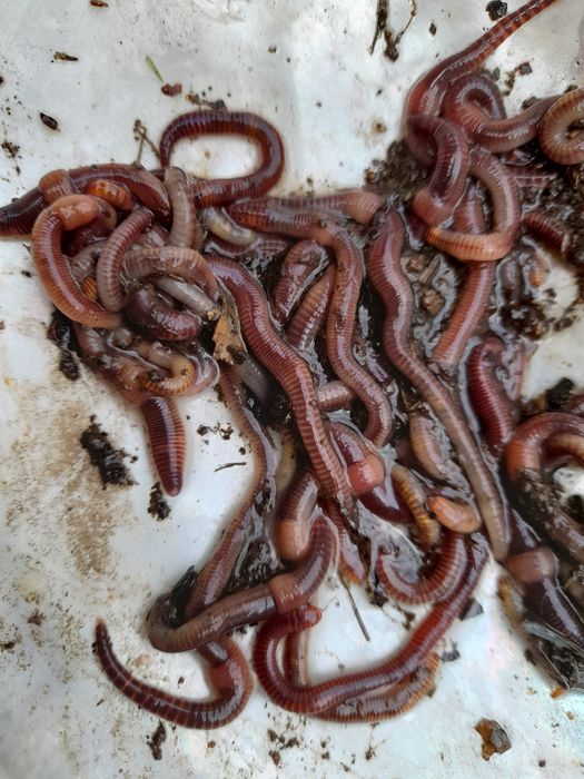 Черви грунтовые для рыбалки