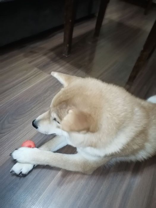 Продаются щенки Сибо-ино "Shiba-ino"