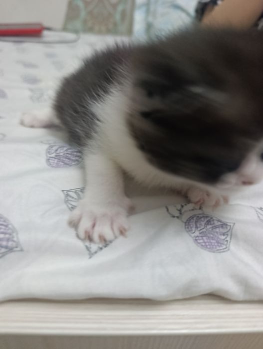 веслоушки красивые