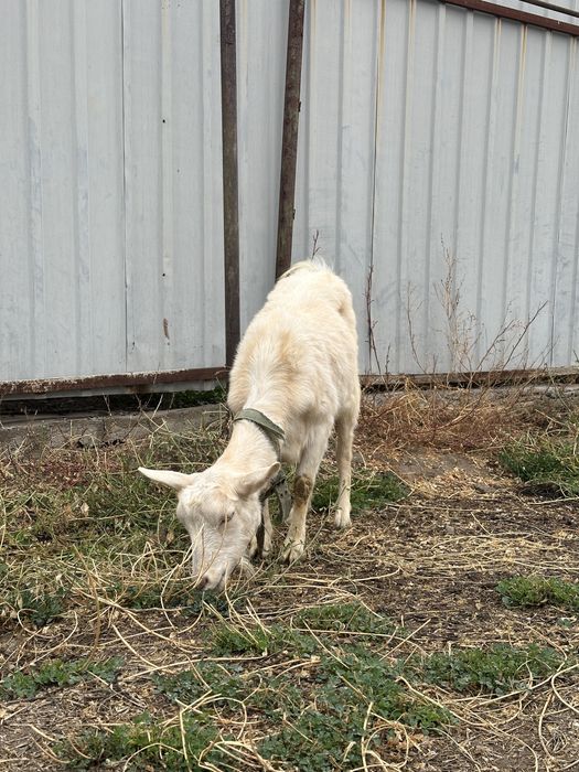 Ешкі сатылады (80 000)