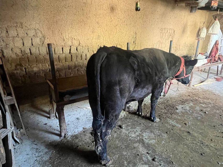 Кора мол сотилади