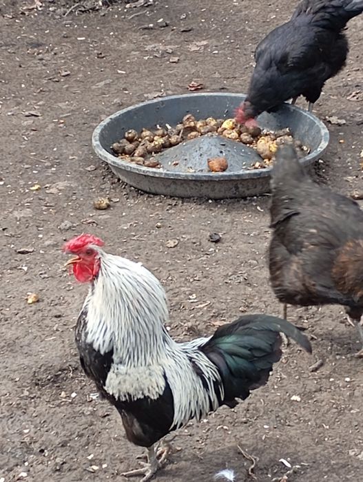 Cocoși pitici și medii de vânzare