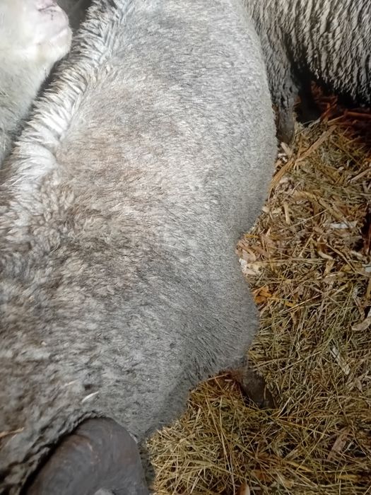 Berbecii de vânzare