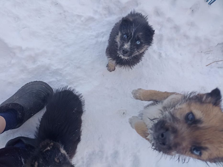 Щенята ищут новый дом