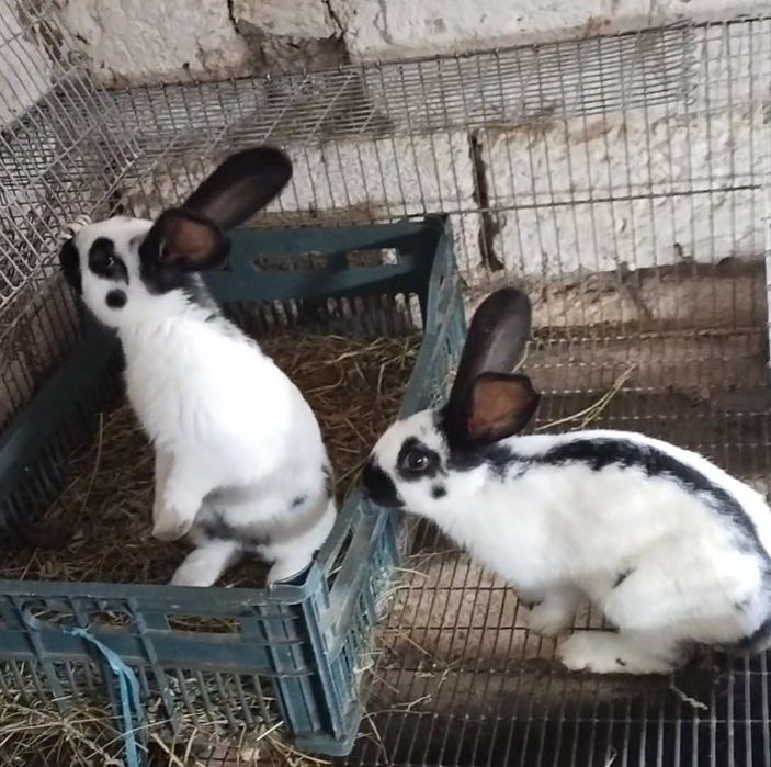 Продаются крольчата.