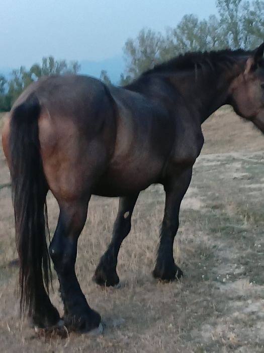 Iapa de vinzare  n