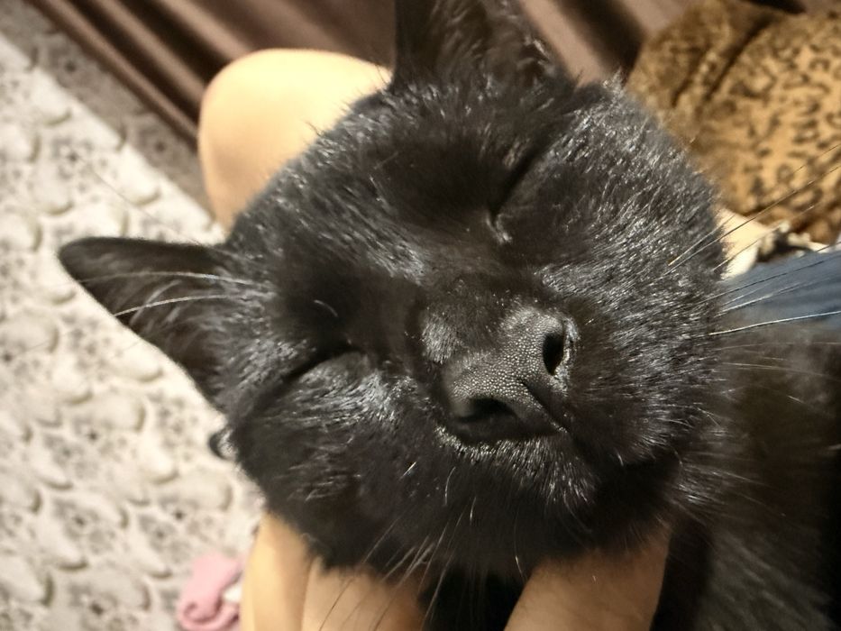 Отдам кота! Срочно