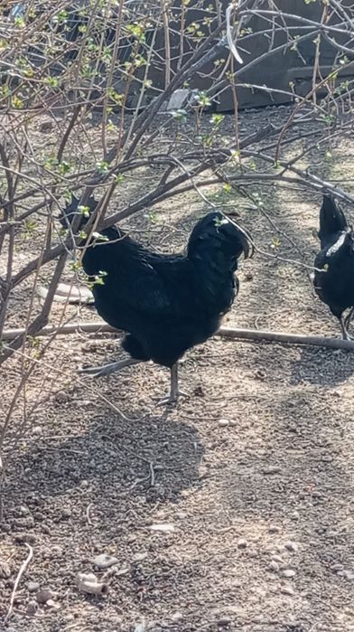 Uxayel tovuqlarning tuxumlari