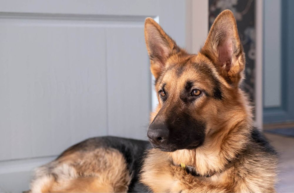 Щенки немецкой овчарки