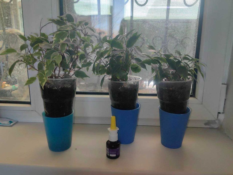 Продам Фикус Бенджамина