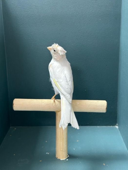 Канарейка (самец)