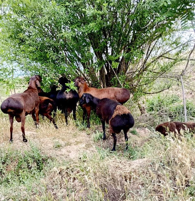 Investor kerak chorvachilika